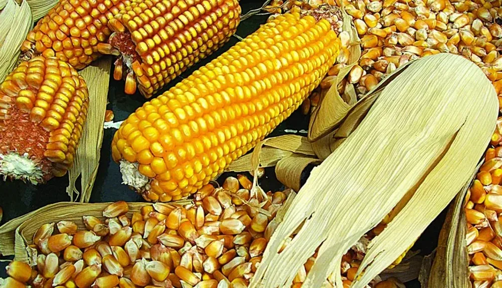 El cereal en una encrucijada de producción y precios