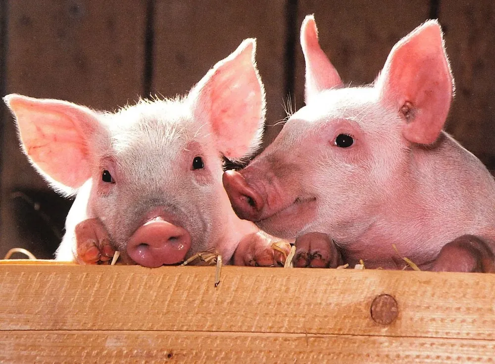 Cerdos en producción granjera.