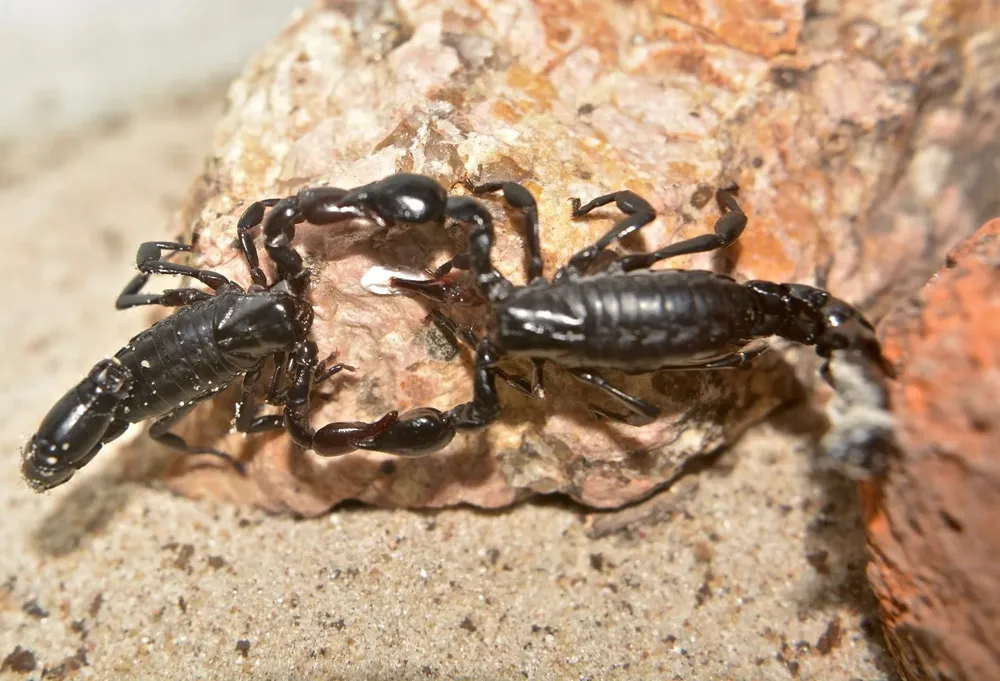 Para conseguir a un par con el que reproducirse, los arácnidos hacen un cortejo en el que evalúan la condición del otro