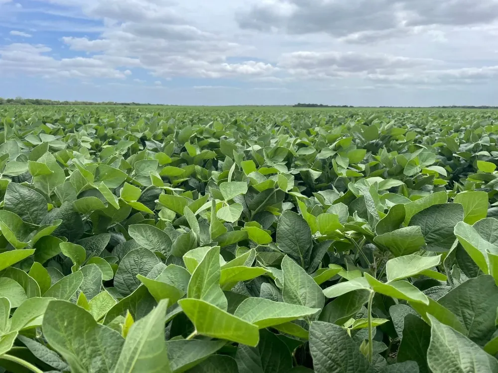 Cultivos de soja, esta semana.