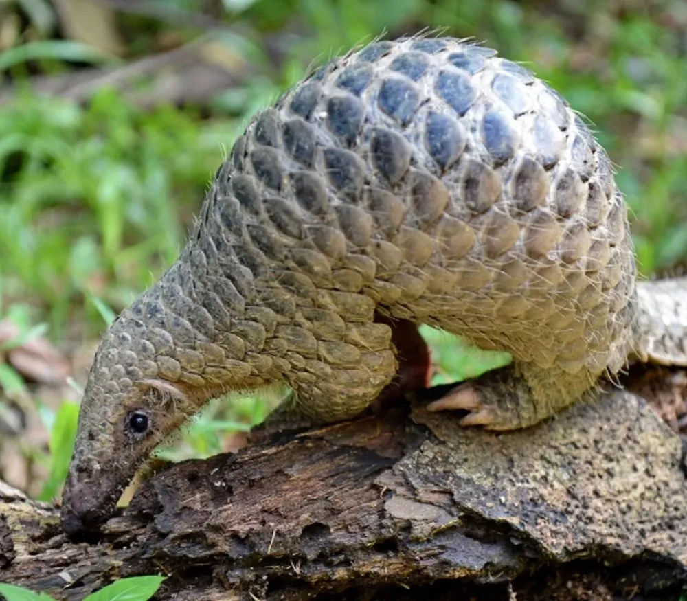 Las escamas del pangolín son apreciadas en la medicina tradicional para tratar dolencias como el asma, el reumatismo y la artritis.