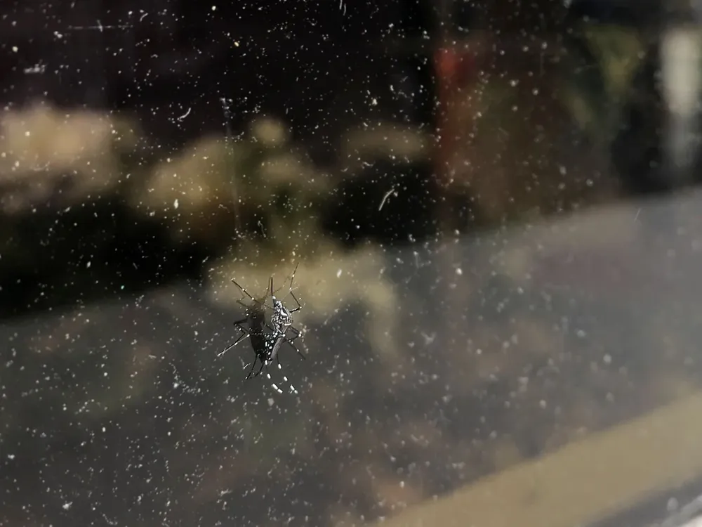 Mosquito Aedes Aegypti, transmisor del Dengue y del Zika.