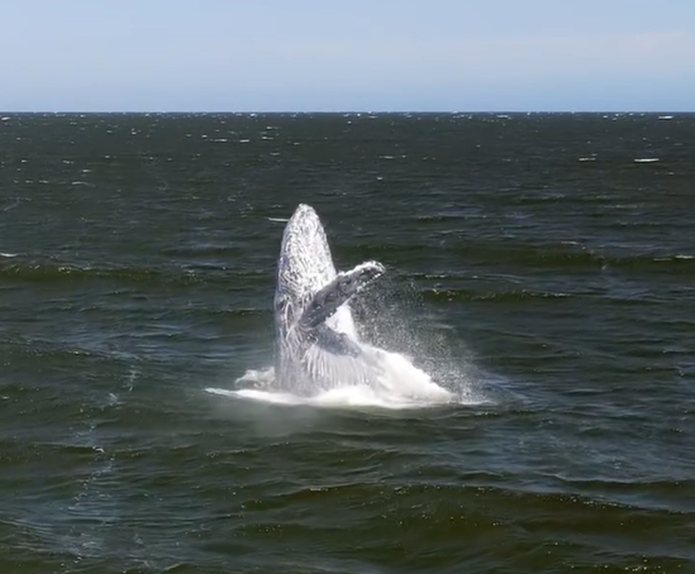 Captura de pantalla 2024-12-12 092302.png