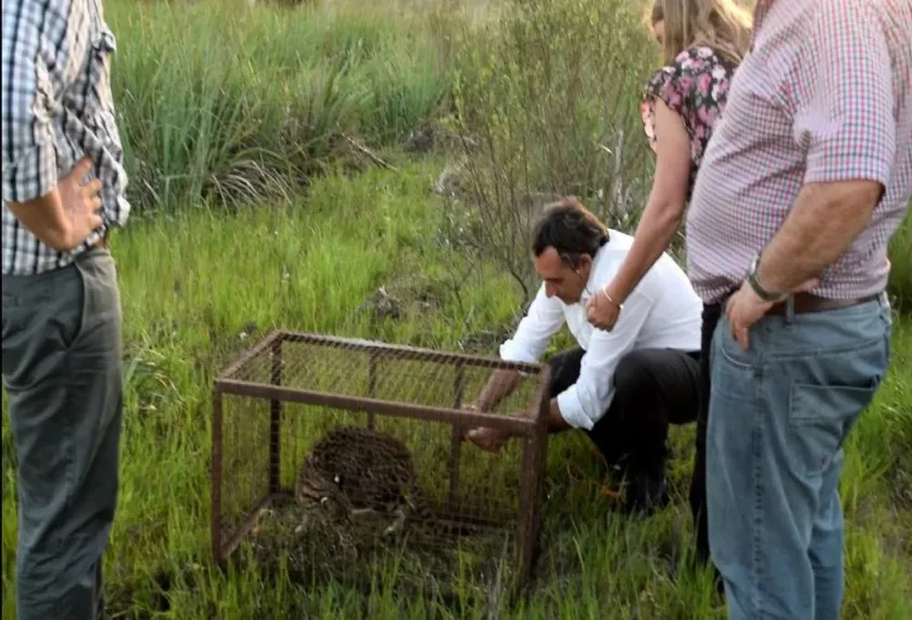 El proceso de liberación del gato montés en Sarandí del Yí