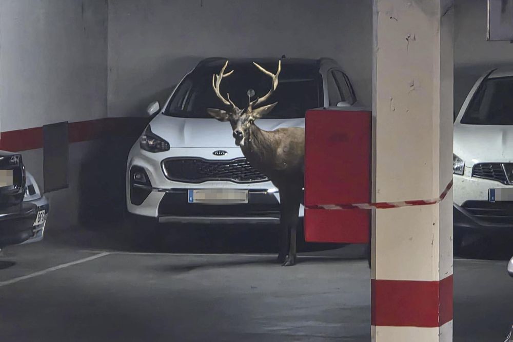 2dcf4c1497156dd90c244ed8464f3a82ca23e5b5w