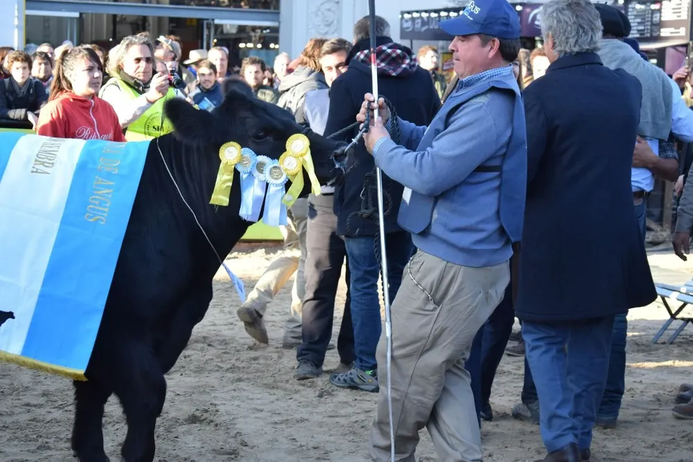 Gran Campeona Angus pronta para posar.
