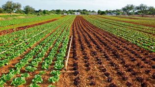 España es considerada como líder en el agro ecológico europeo. 