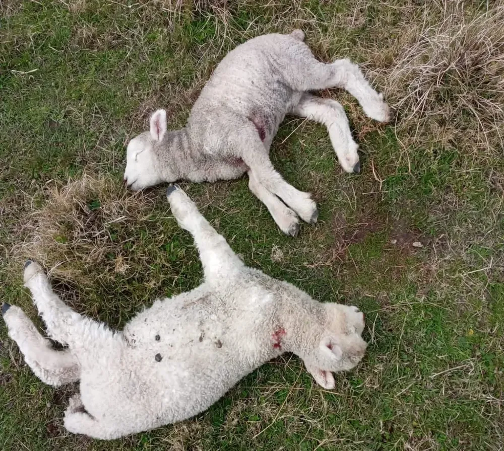 Perros atacaron ovejas que tenían corderos pequeños y otras que estaban por parir.
