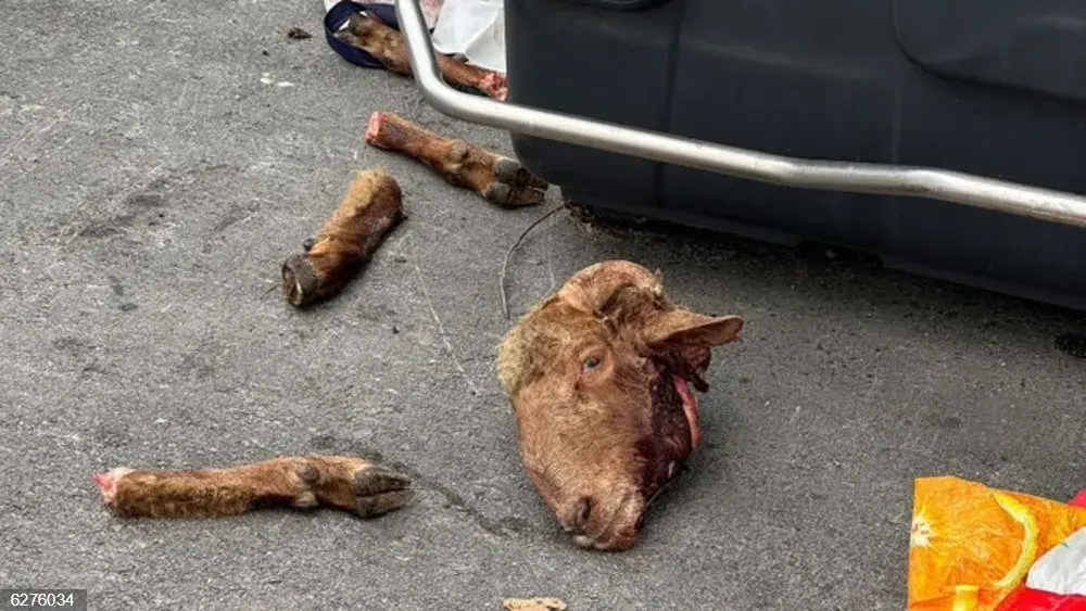 Partes del cuerpo descuartizado del carnero.