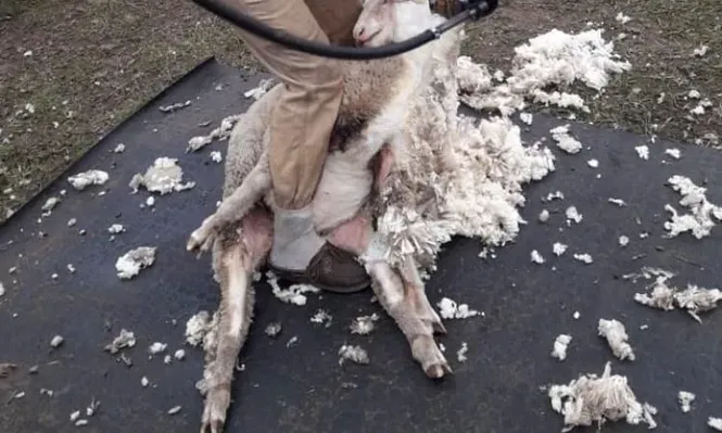 Milagros Rodríguez.