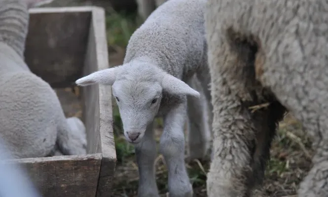 Incrementar la producción ovina es uno de los desafíos