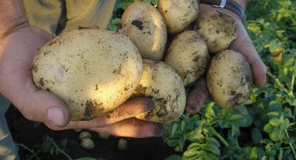 Papa uruguaya: la producción mayoritaria se genera en San José.