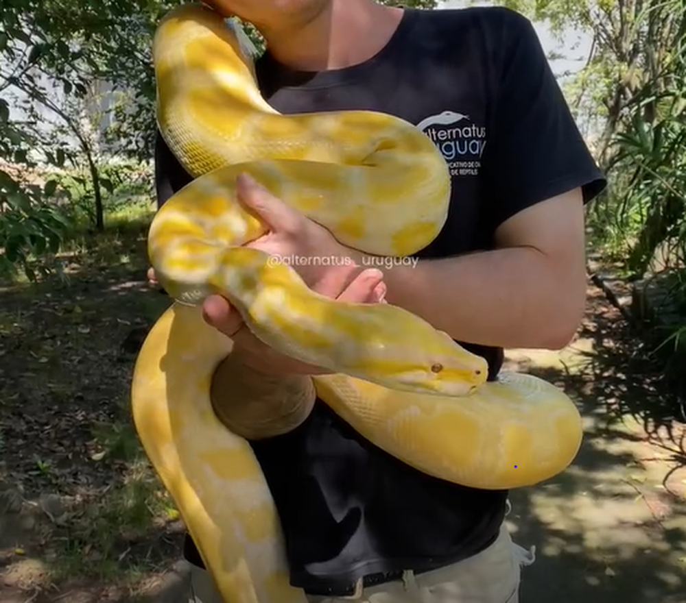 Luis Lucho Suárez, pitón birmana&nbsp;