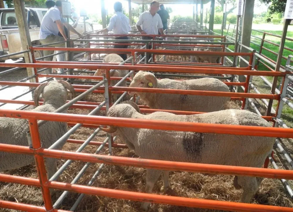 Llega la séptima entrega de carneros del Crilu, el jueves en Tacuarembó