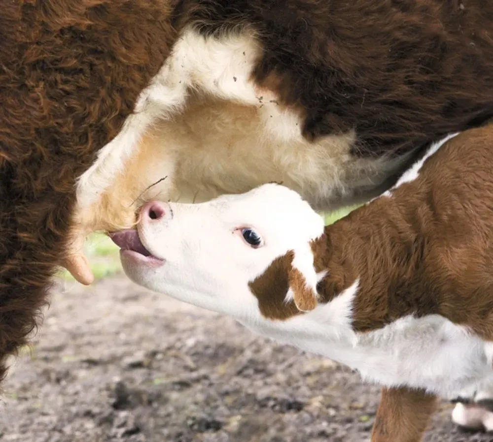 El destete es una práctica de manejo que se recomienda ante la escasez de pasturas