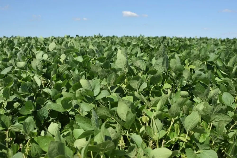 La superficie fue estimada en un récord de al menos 36 millones de hectáreas.