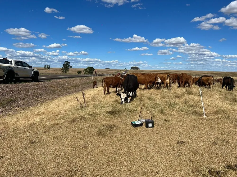 El gobierno autorizó el pastoreo en rutas y ahora se sumó la orden de dejar de cortar el pasto de las banquinas.