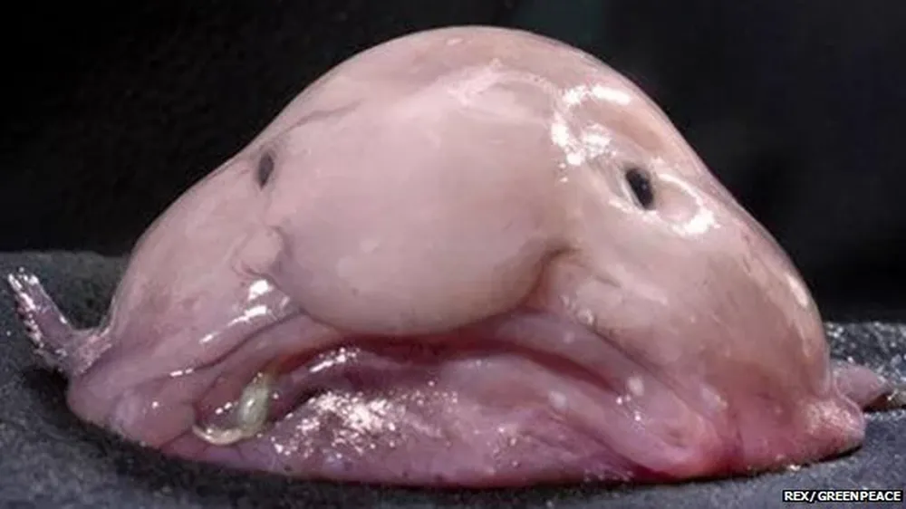 Blobfish