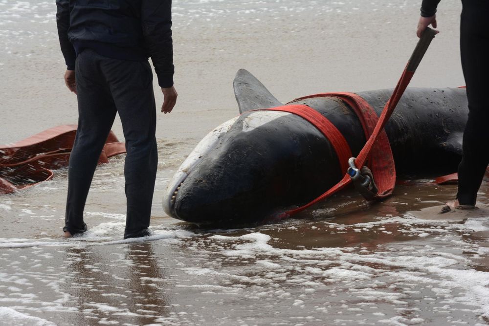 Orca bebé en Punta del Este