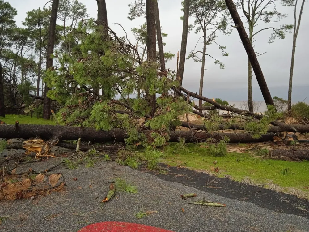 Así quedó un árbol en el balneario Los Pinos de Colonia