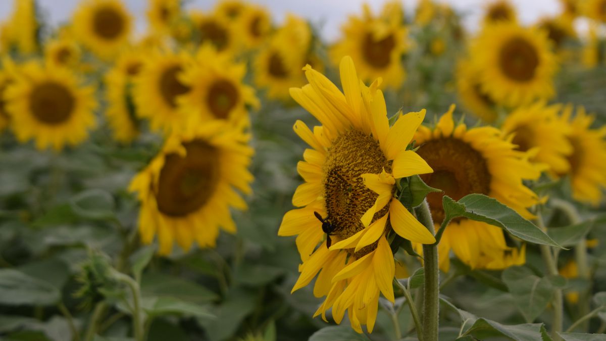 Una alegría inesperada en los agricultores que le pusieron unas fichas al girasol y lo que puede pasar