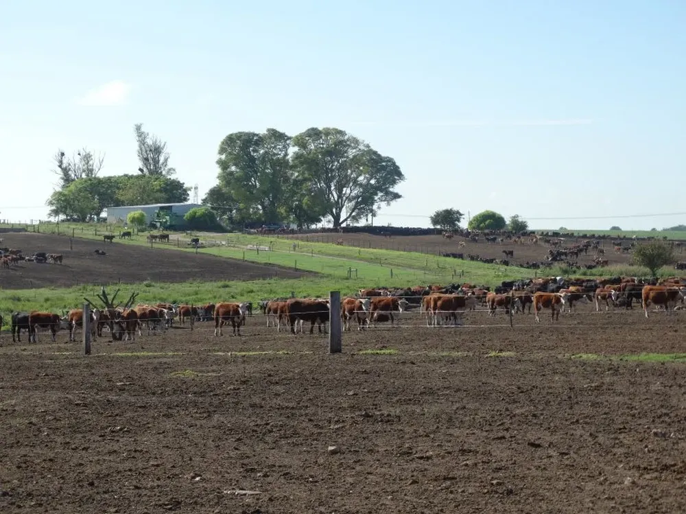 Buena parte de los ganados terminados llegan desde los corrales.