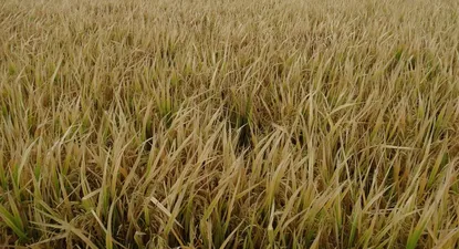 mas problemas para el arroz: apenas se pudo colocar el 11% de la nueva zafra