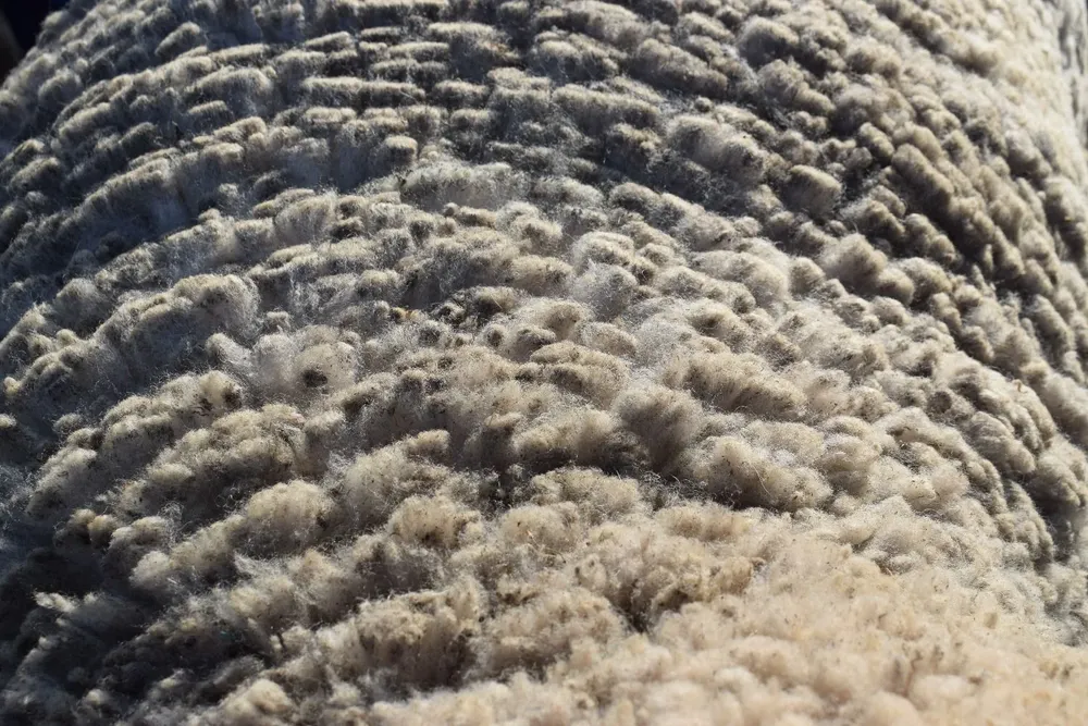 Vellón de lana de la raza Corriedale.