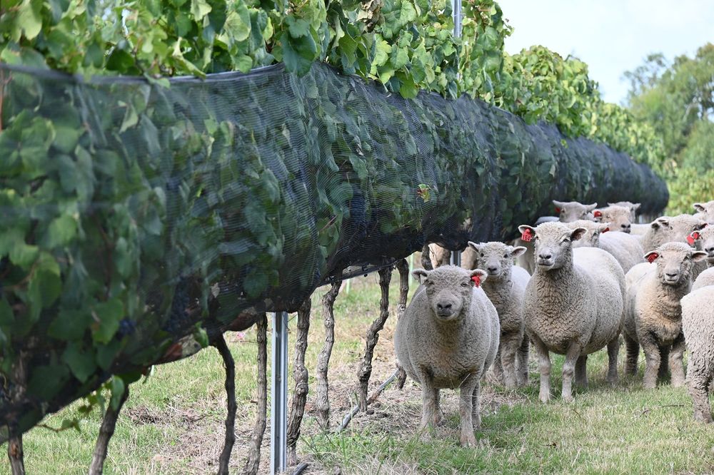Ovinos en viñedos: manejo validado por el INIA y disponible para los productores.
