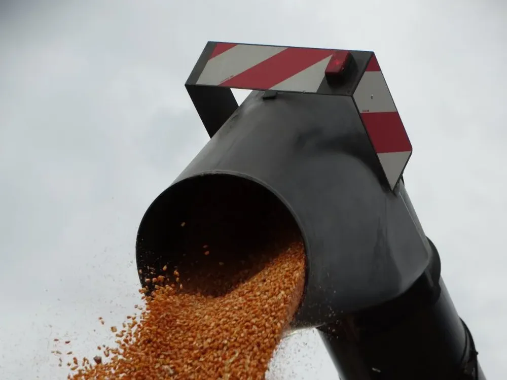 Un año de muy buenos rendimientos en los campos con maíz.