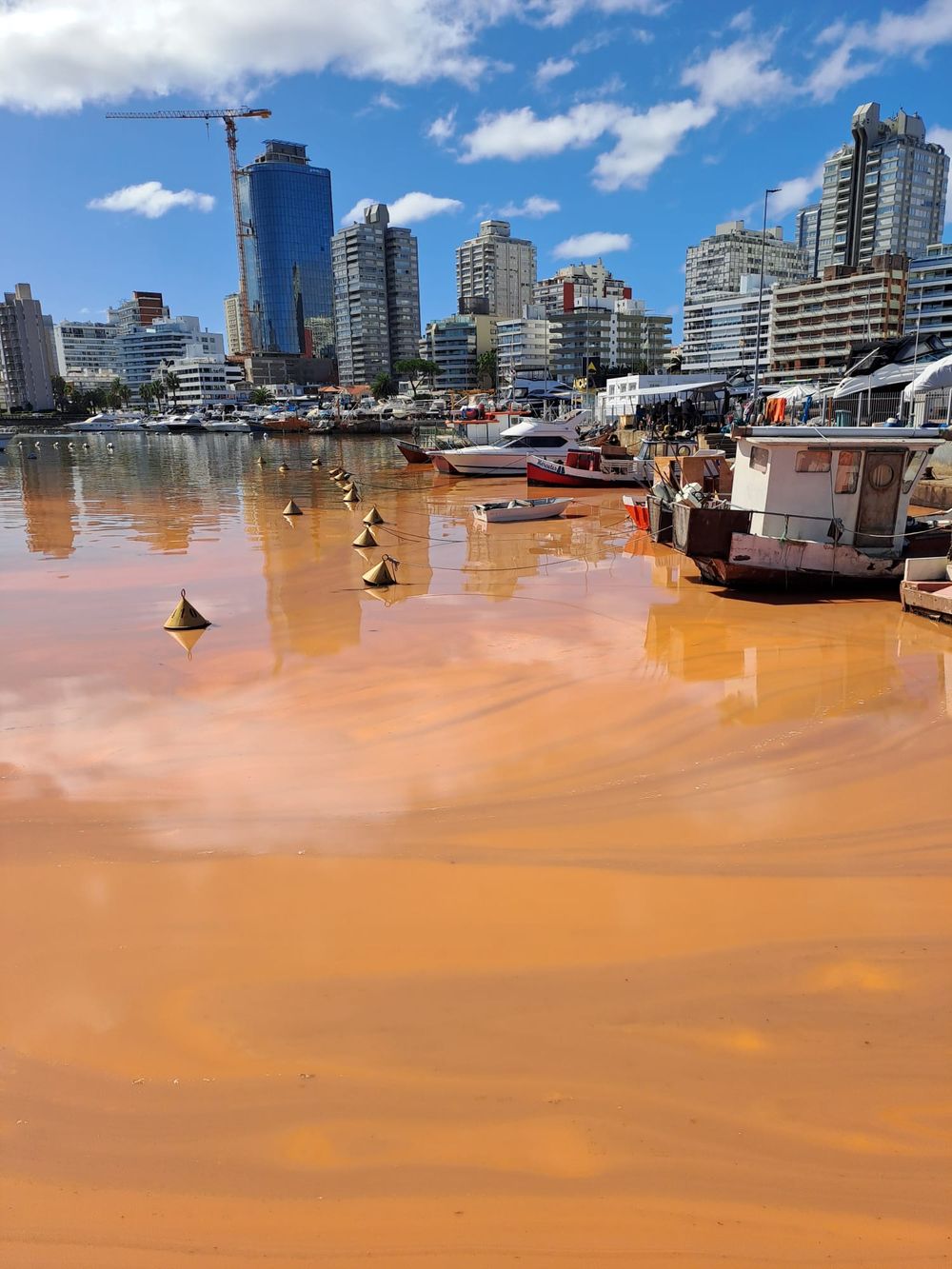 Mancha rojiza en agua de Punta del Este