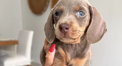 Mirko, el perrito de Matías Abaldo