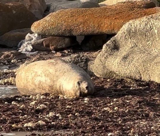 Elefanta marina﻿ en&nbsp;José Ignacio