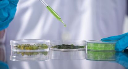 Grupo uruguayo Terraflos anuncia la adquisición de la biotecnológica chilena Rubisco para fortalecer su plataforma regional de innovación científica