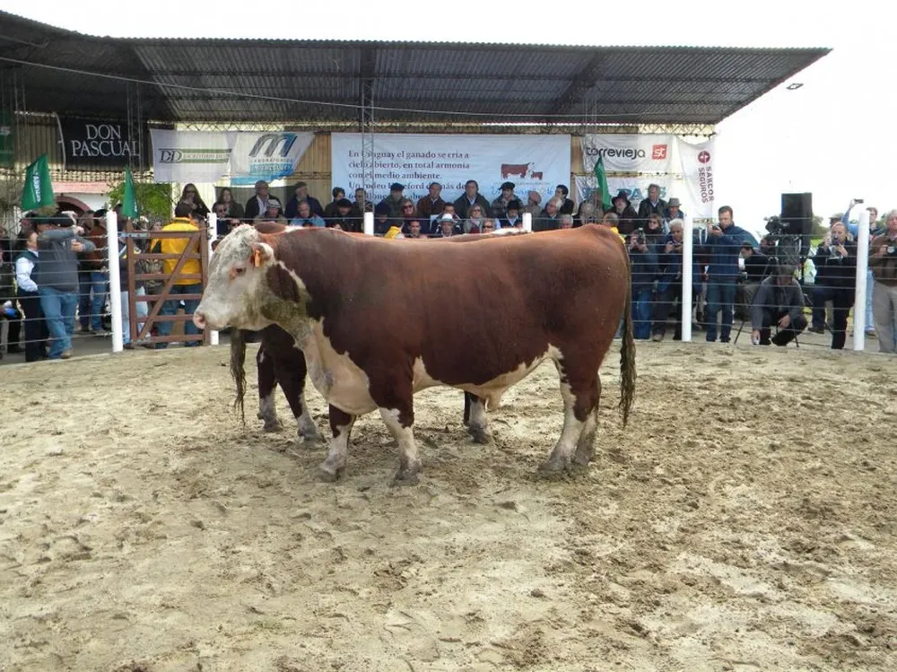 El remate de los toros de Kiyú reflejó un mercado demandante