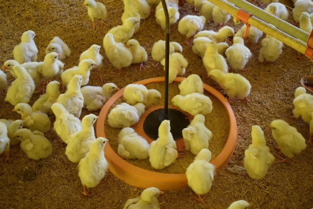Pollitos en proceso de crecimiento para abastecer a la industria avícola.