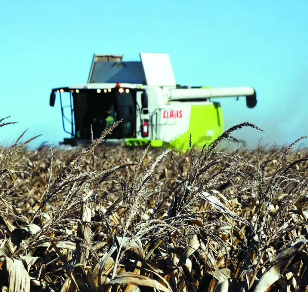 Costos elevados y precios más bajos inciden en la decisión del agricultor.