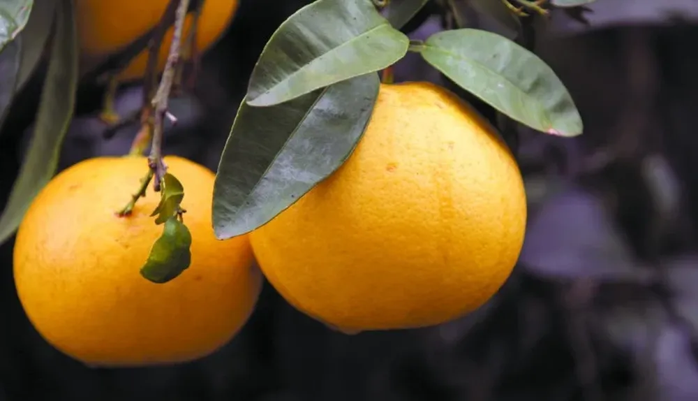 Crecen las colocaciones de la fruta en Estados Unidos