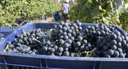 Viñedos en Uruguay.