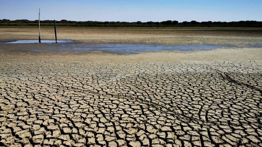La laguna de Doñana se seca por segundo año consecutivo.