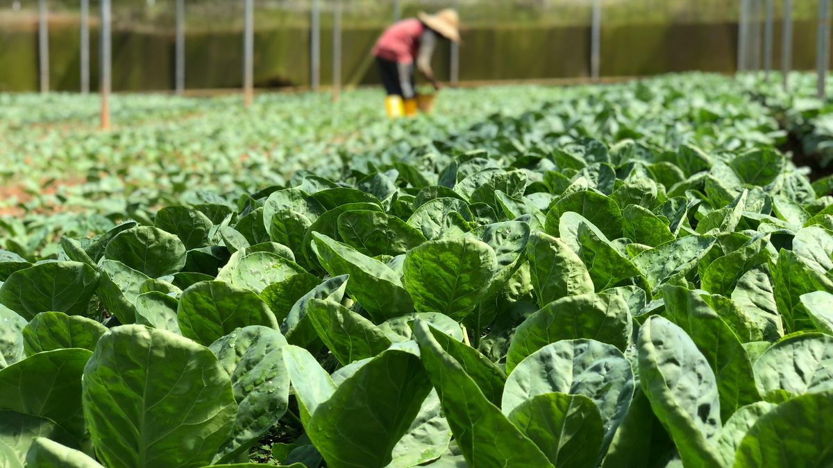 Lo que la agricultura debe mostrar en la COP30 con base en la mirada de dos líderes del sector