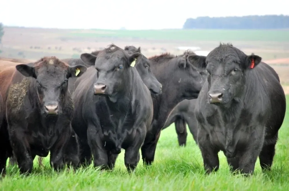 Argentina: la producción de carne es uno de los rubros involucrados en una exigencia legal cuyo inicio de vigencia podría postergarse.