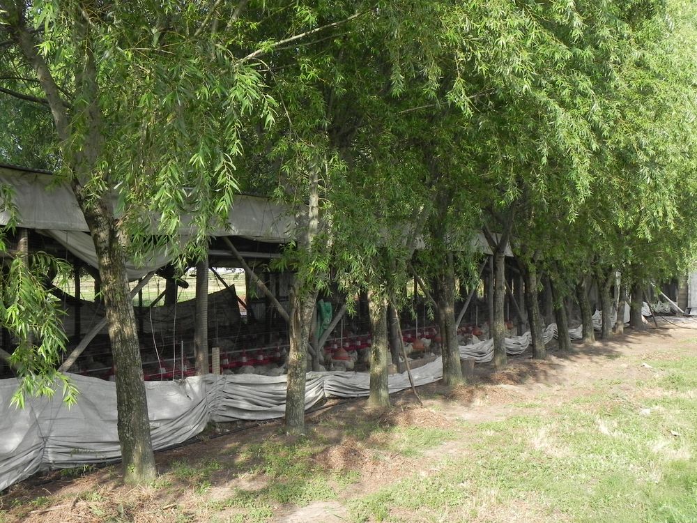 Pequeños productores utilizan la sombra y el abrigo como ingredientes fundamentales en sus sistemas productivos.