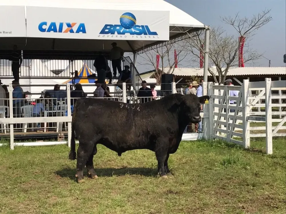 El Gran Campeón Angus en Esteio fue de la cabaña salteña Bayucuá