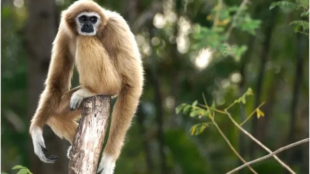 Many gibbons are threatened with extinction
