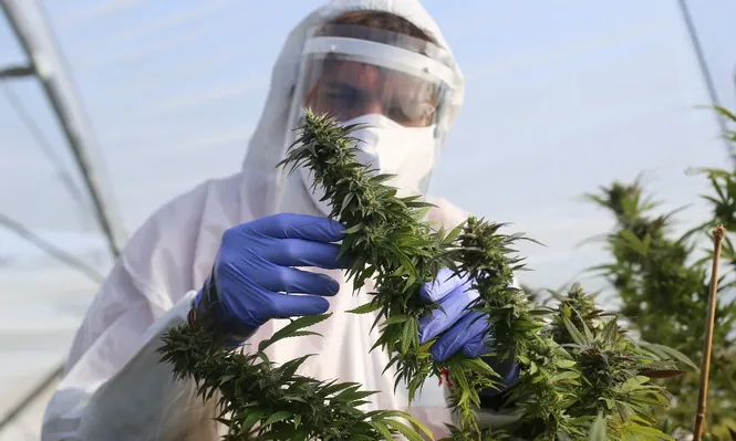 Hay 65 empresas instaladas principalmente en San José, Canelones, Maldonado y Salto que desarrollan el cultivo.