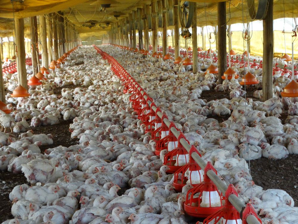 Galp&oacute;n de engorde de pollos parrilleros, en Uruguay.