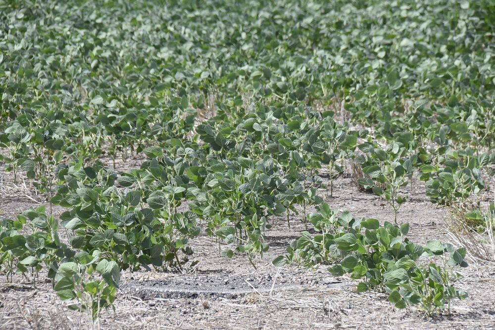 Agua: insumo clave para los cultivos, incluso para los que tienen mayor resistencia, como la soja.