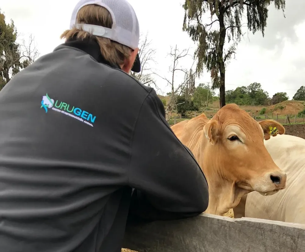 Santiago Stirling, agente internacional de Urugen, visitó establecimientos de productores ganaderos en Uganda, donde se utilizarán las dosis enviadas.