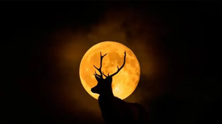 Luna del Ciervo